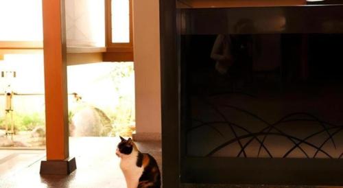 a cat sitting in front of a glass door at Myoken Ishiharaso in Kirishima