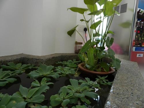 a room with potted plants in the water at Hotel Kristal in Seri Iskandar