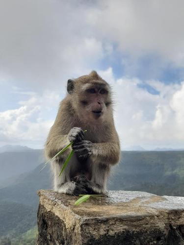 a monkey sitting on top of a rock at Lakaz in Port Louis