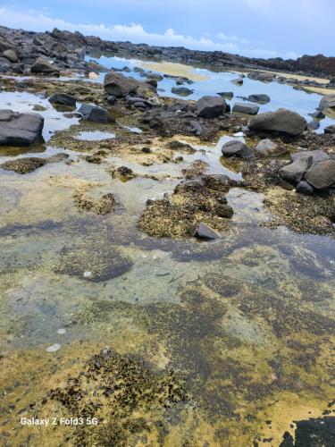 a beach with rocks and seaweed in the water at Lakaz in Port Louis