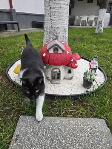 a black and white cat standing in front of a bird house at BTP House in Hunedoara