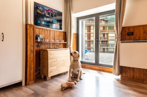 a dog sitting in a kitchen with a toy at MCX Vacation Rental - Belle Vue Les Grandes Murailles, Pet Friendly Apartment just 300 meters from the ski lifts! in Breuil-Cervinia