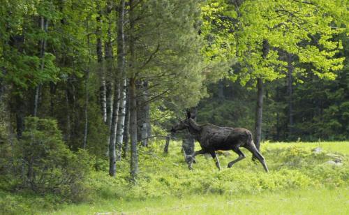 a moose running through a field in the woods at Charming holiday home with views of the landscape and close to Lake Vättern in Hjo