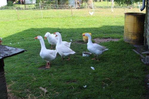 a group of white ducks standing in the grass at Ferienwohnung "Feldblick" Schuhmacher in Gützkow