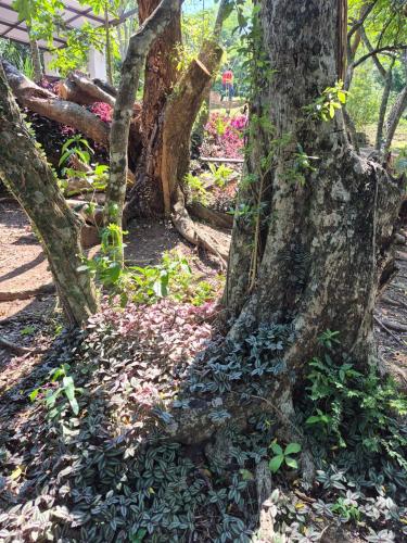 a tree with ivy growing around the base of it at Descanso Del Mbocayaty in Mbocayaty