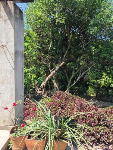 a group of plants and flowers in a garden at Descanso Del Mbocayaty in Mbocayaty