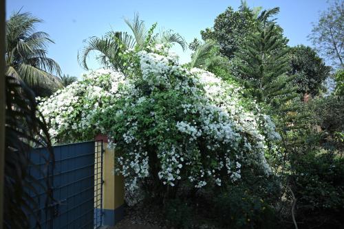 Φωτογραφία από το άλμπουμ του Muktadhara Eco Homestay σε Shanti Niketan