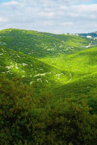 a lush green hillside with trees on it at أكواخ الهدهد in Ajloun