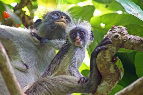 two monkeys are sitting on a tree branch at Outdoor Cinema Group Friendly Retreat in Pingwe