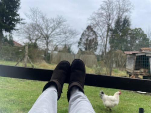 una persona con i piedi su una finestra che guarda un pollo di Maison de campagne a Barbaste