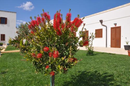 a bouquet of red flowers in a yard at Masseria Giulio in Francavilla Fontana