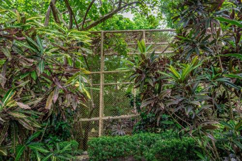 a fence in a garden with trees and plants at Casa Aviari in Cabo Matapalo