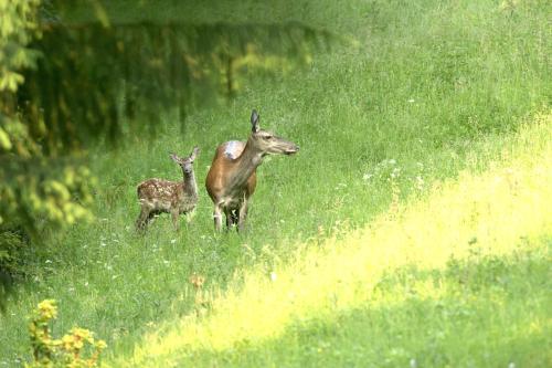 Animales en el hotel o alrededores