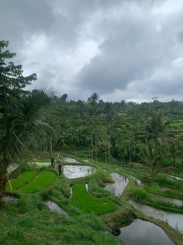 a group of people walking around a field with water at Homies Place Tetebatu in Tetebatu