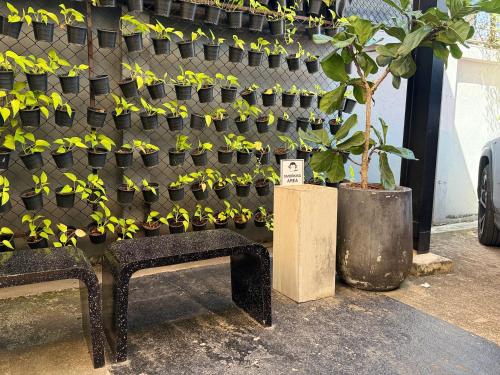 a wall with a bunch of potted plants on it at Blu Monkey Hub & Hotel Surat Thani in Surat Thani