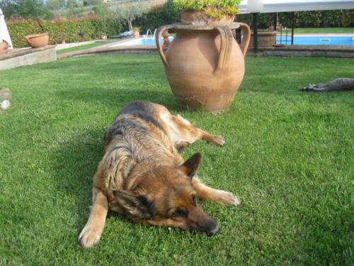 a dog laying in the grass next to a vase at Agriturismo Consalvi Valentina in Marsciano