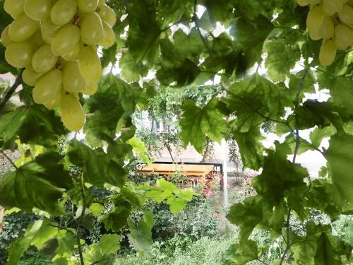 a bunch of green grapes hanging from the tree at Qokhna Samarqand in Samarkand