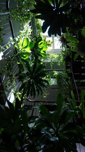 a room filled with lots of green plants at Nicobar Con Dao Hotel in Con Dao