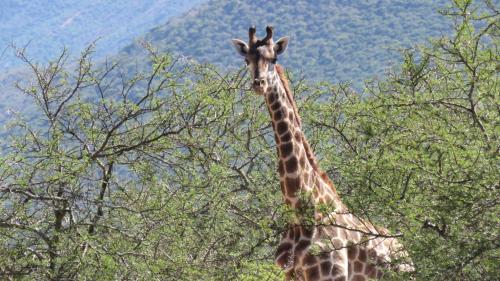 a giraffe standing in front of a tree at Intaba Lodge in Kirkwood