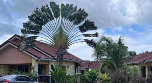 a palm tree in front of a house at New Dawn For Langkawi in Pantai Cenang