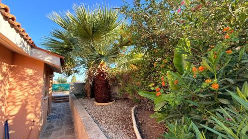 a garden with a palm tree and some plants at Private House in Paphos in Khlorakas
