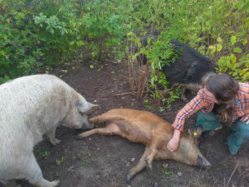 a woman is playing with a goat and a sheep at Kathøje in Lemvig