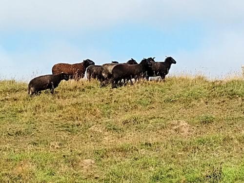 a herd of cows standing on a grassy hill at Kathøje in Lemvig