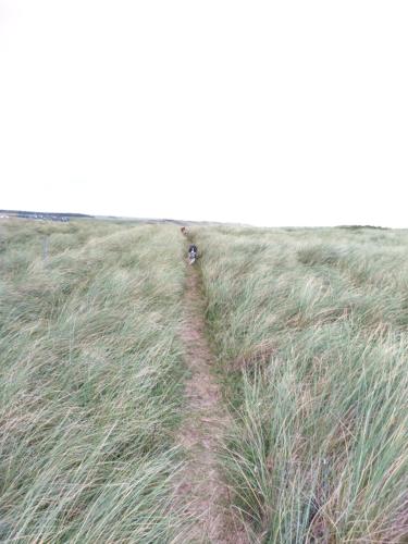 a person walking on a path through a field of grass at Kathøje in Lemvig