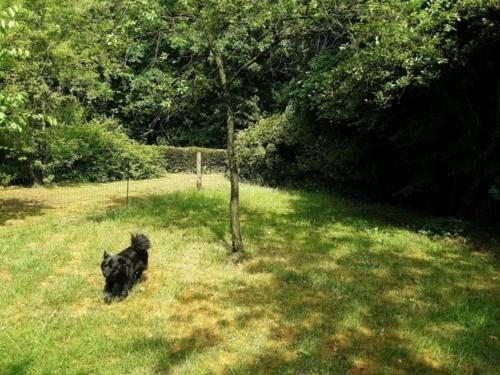 a black dog running in the grass near a tree at FEWO Laubwald in Sögel