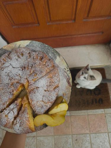 a person holding a plate of food with a cat at B&B Mariposa in Collecorvino