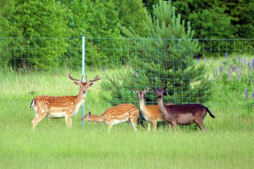 a group of deer standing next to a fence at Sodyba Tarp Liepų in Leliūnai