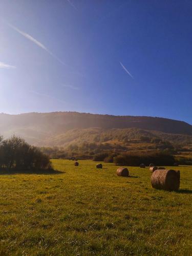 a group of sheep laying in a field of grass at Basaluze in Alsasua