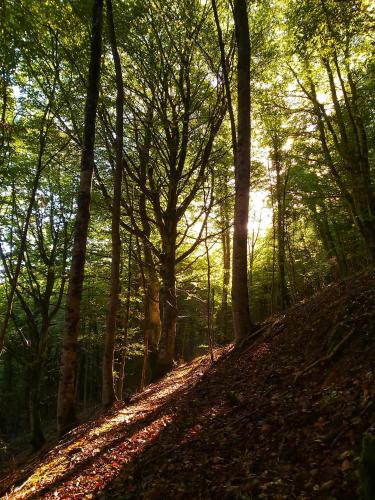 a forest with the sun shining through the trees at Basaluze in Alsasua
