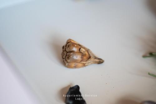 a fossil of a snail on a white background at Nautic W08 in Laboe