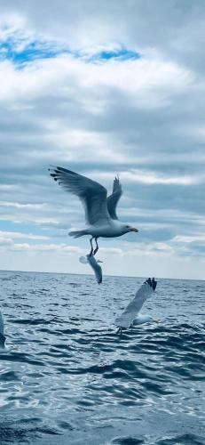 two seagulls flying over a body of water at ASFeriehus in Flekkefjord