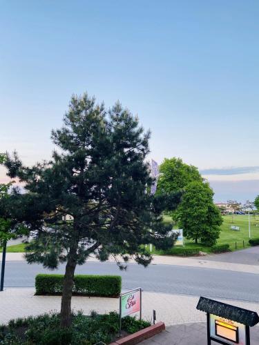 a tree on a sidewalk next to a street at MEERBLICKBUTZE by BUTZENFLOTTE Grömitz - Sitzfenster & Meerblick in Grömitz