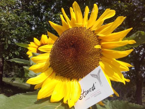 a large yellow sunflower with a sign on it at Otardi in Asteasu