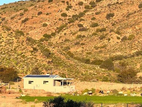 a house in front of a hill with animals in a field at Aardvark Bioreserve in Ladismith