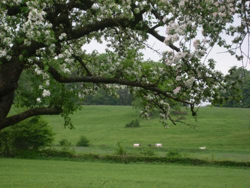 two animals grazing in a field under a tree at Du Coté de chez Jeanne, Suite in Verviers