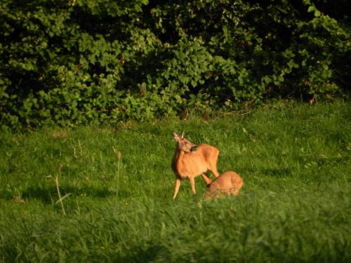 two animals standing in a field of grass at Du Coté de chez Jeanne, Suite in Verviers