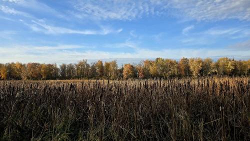 a field of tall grass with trees in the background at Lakefront House 25 minutes from downtown Ottawa-Gatineau in Gatineau