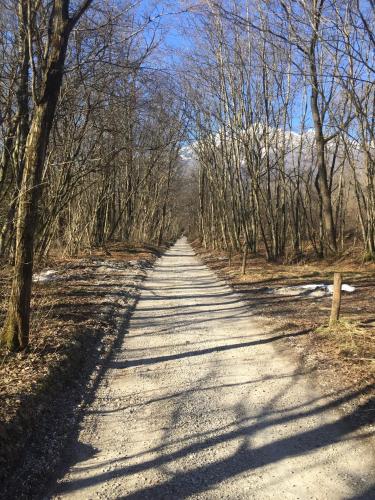 a dirt road with trees on both sides at Tati&Ele apartments in Sedico