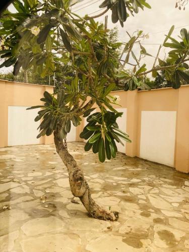 a fake tree on the floor of a room at Pamito Sunny Paradise in Diani in Diani Beach