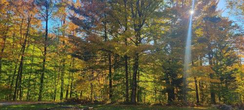 a painting of a forest of trees in the fall at Winter Lore in Mendon