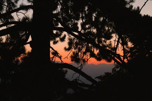 a silhouette of trees with a sunset in the background at budabu in Sighnaghi