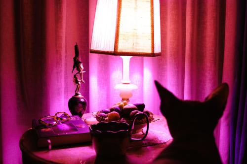 a cat sitting in front of a table with a lamp at budabu in Sighnaghi