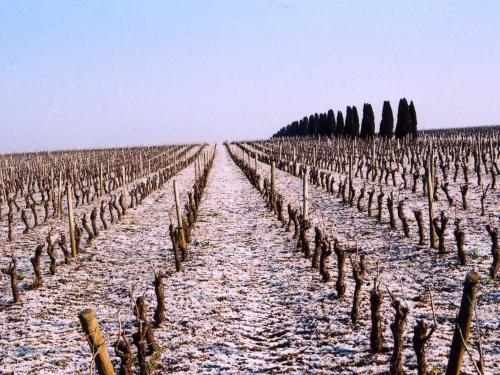 a vineyard with trees and snow on the ground at Château de la Galissonnière in Le Pallet