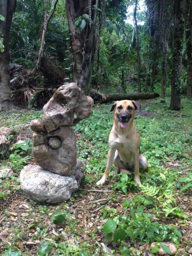 Питомец или питомцы в Lower Dover Jungle Lodge & Maya Ruins