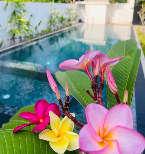 a group of flowers next to a swimming pool at Villa 2A in Matara