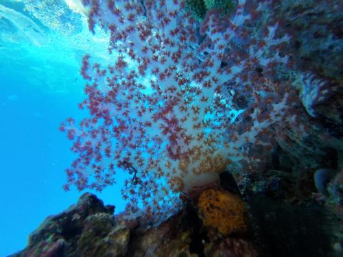 Gallery image of Naviza Homestay raja ampat in Mios Besar